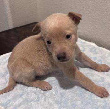 German Shepherd Dog and Labrador Retriever Dogs Available for Adoption - Serena | PetCurious