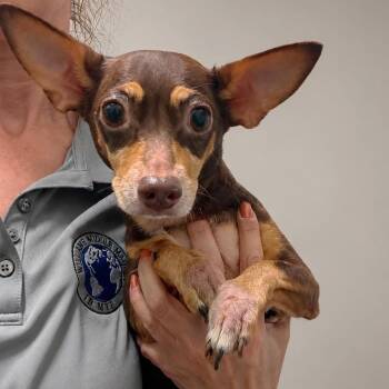 Karmel -  Chihuahua and Dachshund Dog for Adoption in Tampa, Florida - Karmel | PetCurious