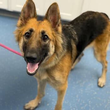 Athena Grace -  German Shepherd Dog Dog for Adoption in Watertown, New York - Athena Grace | PetCurious