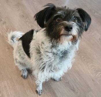 Rescue Shih Tzu and Terrier Dogs for Adoption in Clatskanie, Oregon - Dot Dot | PetCurious