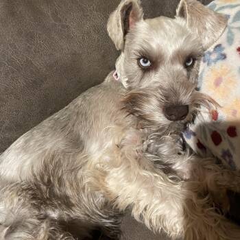 Skye -  Schnauzer Dog for Adoption in Alexandria, Louisiana - Skye | PetCurious