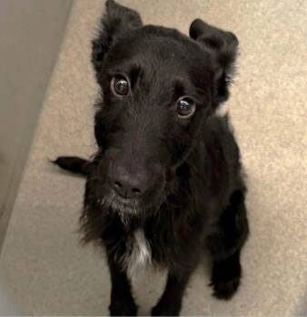SPONSOR ME - ADOPTION IN PROCESS - Piglet -  Schnauzer Dog for Adoption in Grafton, Wisconsin - SPONSOR ME - ADOPTION IN PROCESS - Piglet | PetCurious