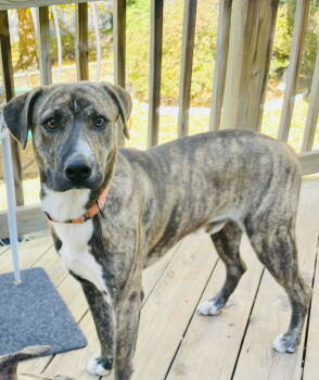 Rescue Labrador Retriever and Mountain Cur Dogs for Adoption in Omaha, Nebraska - Chip | PetCurious