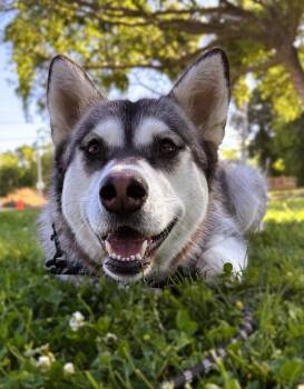 Shiloh -  Alaskan Malamute Dog for Adoption in Tracy, California - Shiloh | PetCurious
