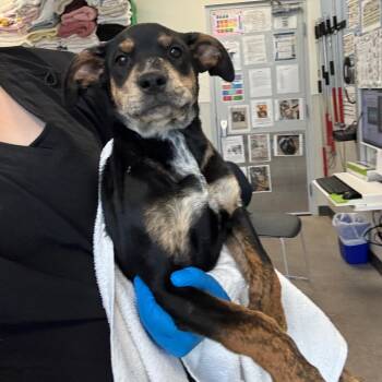 Mixed Breed Dogs Available for Adoption in Las Cruces, New Mexico - 107290 | PetCurious