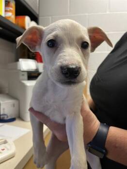 Labrador Retriever and Mixed Breed Dogs Available for Adoption - ARABELLA | PetCurious