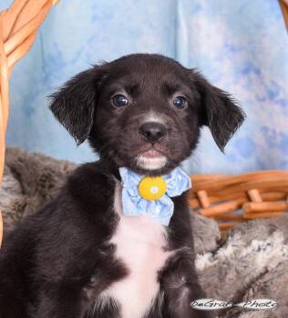 Labrador Retriever Dogs Available for Adoption in Pittsboro, North Carolina - Nebula | PetCurious