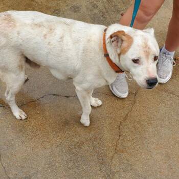 Pit Bull Terrier and Mixed Breed Dogs Available for Adoption in Lake Jackson, Texas - Bocephus-"Bo" | PetCurious