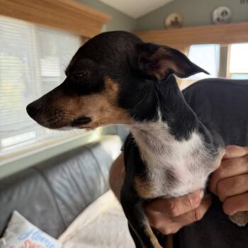 Victoria -  Chihuahua Dog for Adoption in Deming, New Mexico - Victoria | PetCurious