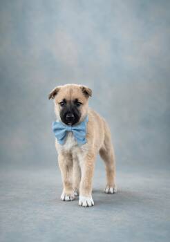 Belgian Shepherd Malinois and Husky Dogs Available for Adoption in Houston, Texas - Chance | PetCurious