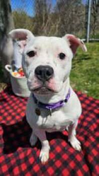 Brezilla -  Mixed Breed Dog for Adoption in Manitowoc, Wisconsin - Brezilla | PetCurious
