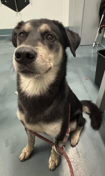 Kettle Corn -  Mixed Breed Dog for Adoption - Kettle Corn | PetCurious