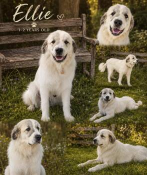 Ellie -  Great Pyrenees Dog for Adoption in Chickamauga, Georgia - Ellie | PetCurious