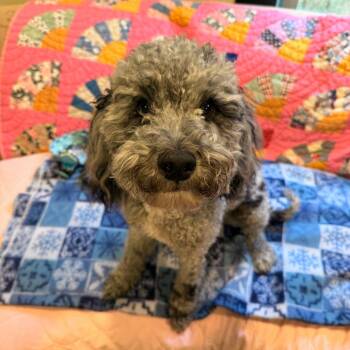 Teddy -  Miniature Poodle and Black Labrador Retriever Dog for Adoption in Port Angeles, Washington - Teddy | PetCurious