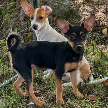 Salsa -  Chihuahua and Terrier Dog for Adoption in Indianapolis, Indiana - Salsa | PetCurious
