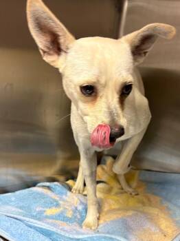 Bumblebee -  Chihuahua Dog for Adoption in Rock Springs, Wyoming - Bumblebee | PetCurious