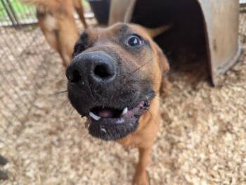 German Shepherd Dog and Pit Bull Terrier Dogs Available for Adoption in Fosters, Alabama - FRAN | PetCurious