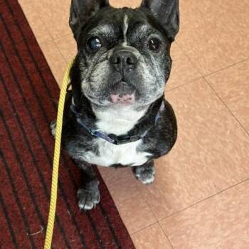 Pablo -  French Bulldog Dog for Adoption in Lyndhurst, New Jersey - Pablo | PetCurious