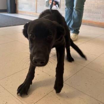Mixed Breed Dogs Available for Adoption in Davenport, Iowa - Sidequest Sam | PetCurious