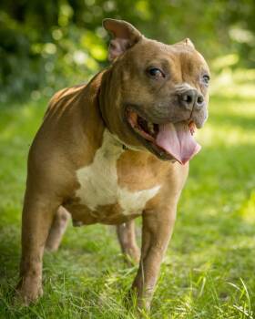 SUNNY (0057) -  American Bully Dog for Adoption in Bridgeport, Connecticut - SUNNY (0057) | PetCurious