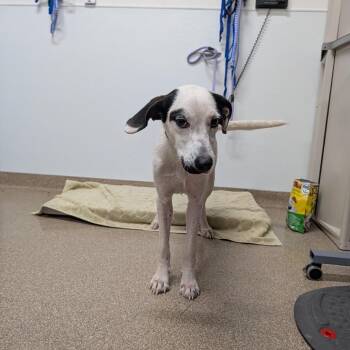 Paloma -  Pit Bull Terrier and Mixed Breed Dog for Adoption in League City, Texas - Paloma | PetCurious
