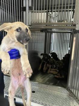 BUTCH -  Mixed Breed Dog for Adoption in Dallas, Texas - BUTCH | PetCurious