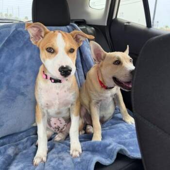 Gus -  Labrador Retriever and Mixed Breed Dog for Adoption in Corpus Christi, Texas - Gus | PetCurious