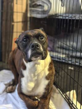 Boxer Dogs Available for Adoption in Auburn, Indiana - Ruby | PetCurious