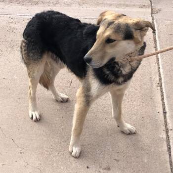 Shepherd Dogs Available for Adoption in Douglas, Arizona - (COD) Bullitt | PetCurious