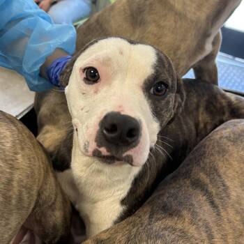 Cricket -  Mixed Breed Dog for Adoption in West Chester, Pennsylvania - Cricket | PetCurious