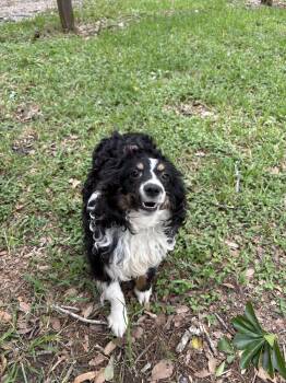 Australian Shepherd and Miniature Poodle Dogs Available for Adoption in Winnie, Texas - Pixie | PetCurious