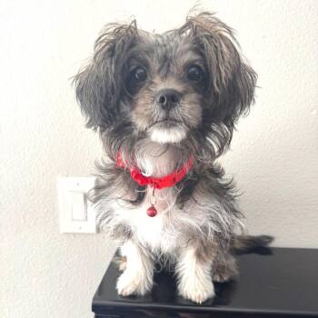 Yorkshire Terrier and Shih Tzu Dogs Available for Adoption - L