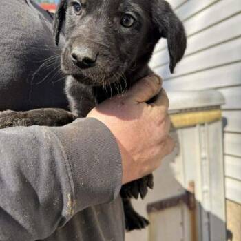 Black Labrador Retriever and Australian Shepherd Dogs Available for Adoption - Sonny 252 | PetCurious