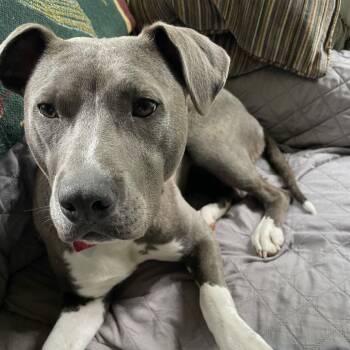 Rescue Pit Bull Terrier Dogs for Adoption in Fairfax, Virginia - Kacey | PetCurious