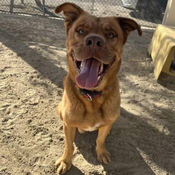 Pit Bull Terrier and Mastiff Dogs Available for Adoption - HERCULES | PetCurious