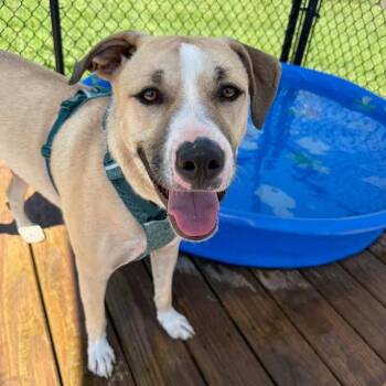 Winston -  Mixed Breed Dog for Adoption in Madison, Wisconsin - Winston | PetCurious