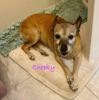 Rescue Chihuahua Dogs for Adoption in Las Vegas, Nevada - Cheeky | PetCurious