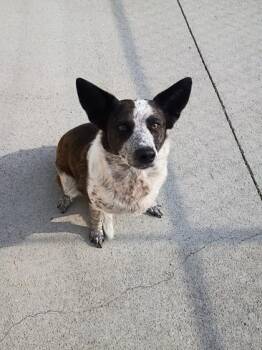 Foxy -  Fox Terrier and Mixed Breed Dog for Adoption in Beatrice, Nebraska - Foxy | PetCurious
