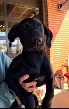 Gemma -  Mixed Breed Dog for Adoption in Sharpsburg, Georgia - Gemma | PetCurious