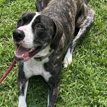 Diesel -  Labrador Retriever Dog for Adoption in Richboro, Pennsylvania - Diesel | PetCurious