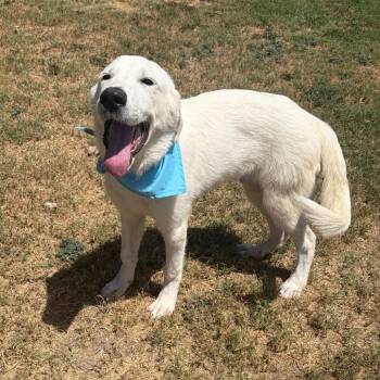 Mayonnaise -  Great Pyrenees Dog for Adoption in Bethel, Connecticut - Mayonnaise | PetCurious