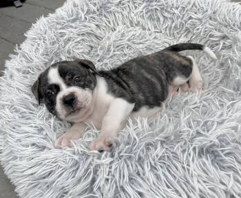 American Staffordshire Terrier and Boxer Dogs Available for Adoption - Linus | PetCurious