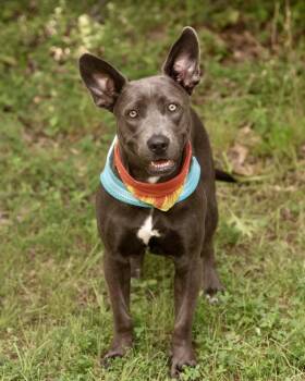 Ms. Daisy -  Terrier Dog for Adoption in Southaven, Mississippi - Ms. Daisy | PetCurious