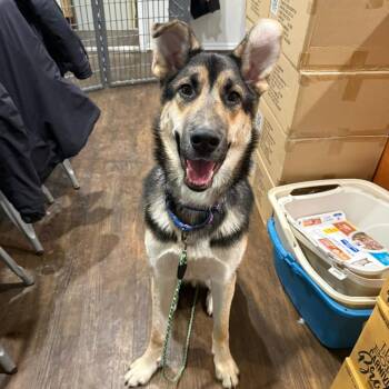 Siberian Husky and Shepherd Dogs Available for Adoption - Ganja | PetCurious