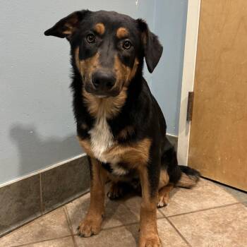 Mixed Breed Dogs Available for Adoption in Chattanooga, Tennessee - Clank | PetCurious