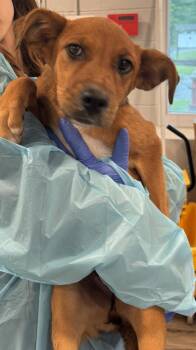 Mixed Breed Dogs Available for Adoption in Rock Hill, New York - Tinsel | PetCurious