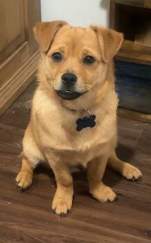 Freddy -  Chihuahua and Pug Dog for Adoption in Houston, Texas - Freddy | PetCurious