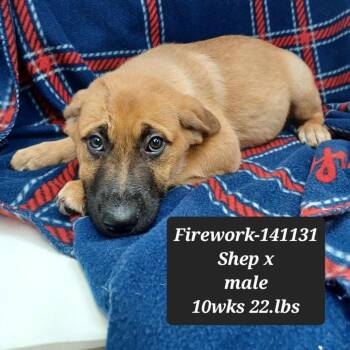 Firework -  German Shepherd Dog and Mixed Breed Dog for Adoption in New Tazewell, Tennessee - Firework | PetCurious
