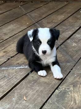 Panda -  Border Collie Dog for Adoption in Greensboro, Georgia - Panda | PetCurious