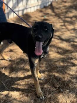 Rescue German Shepherd Dog and Mixed Breed Dogs for Adoption in Moses Lake, Washington - Shylo | PetCurious